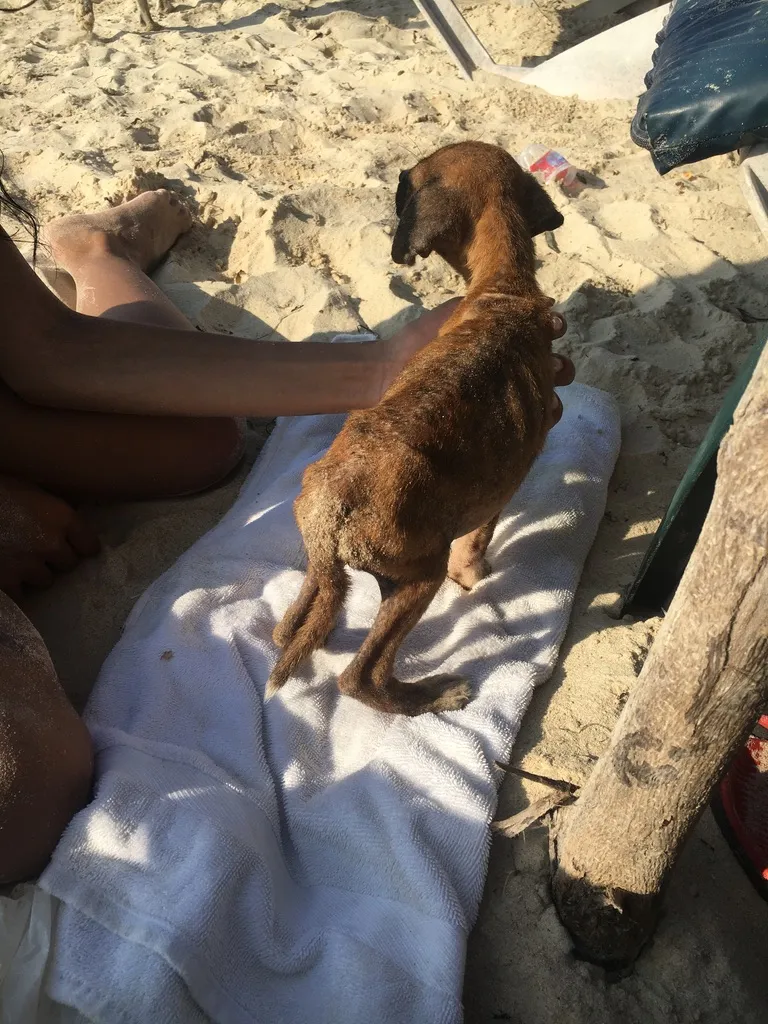 frail dog on beach